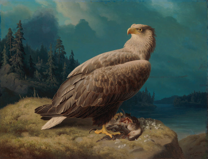 Alter Weißschwanzadler - Ferdinand von Wright