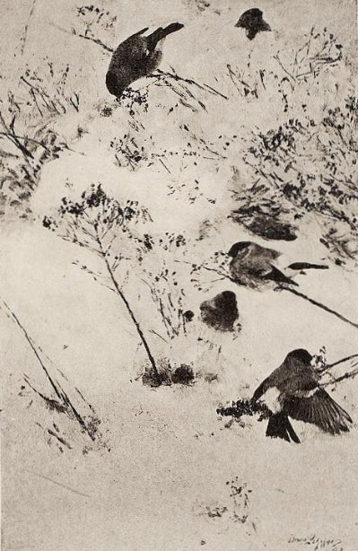 Gimpel im Schnee - Bruno Liljefors