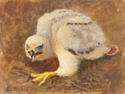 Augen um sich herum - Bruno Liljefors