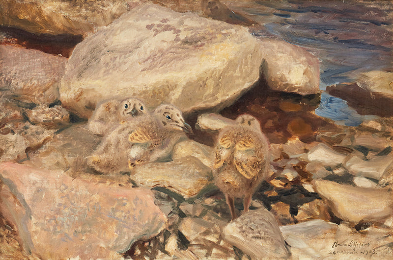 Silbermöwenküken – Bruno Liljefors