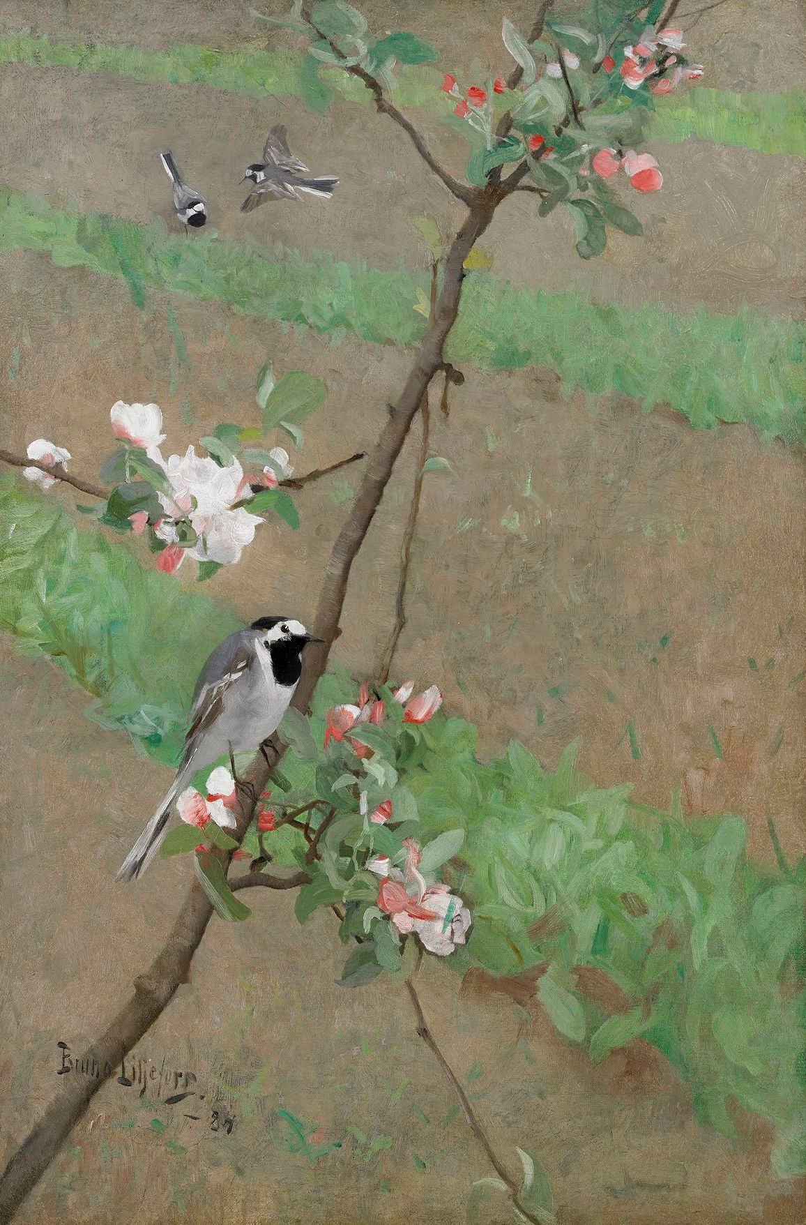 Bergeronnettes blanches - Bruno Liljefors