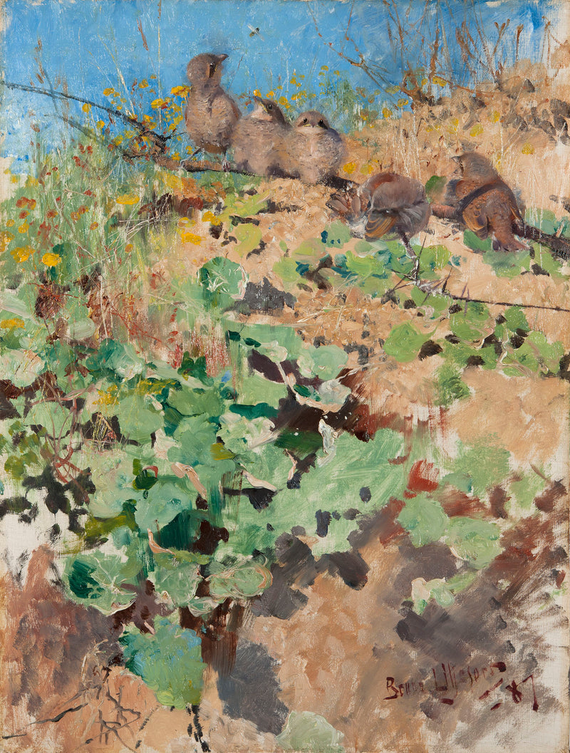 Rotrückenwürgernester - Bruno Liljefors