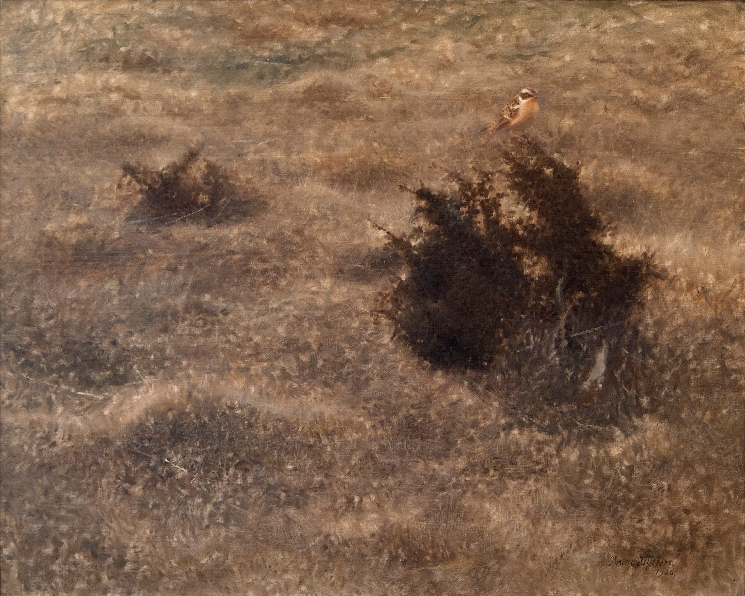 Wiesensteinschmätzer - Bruno Liljefors