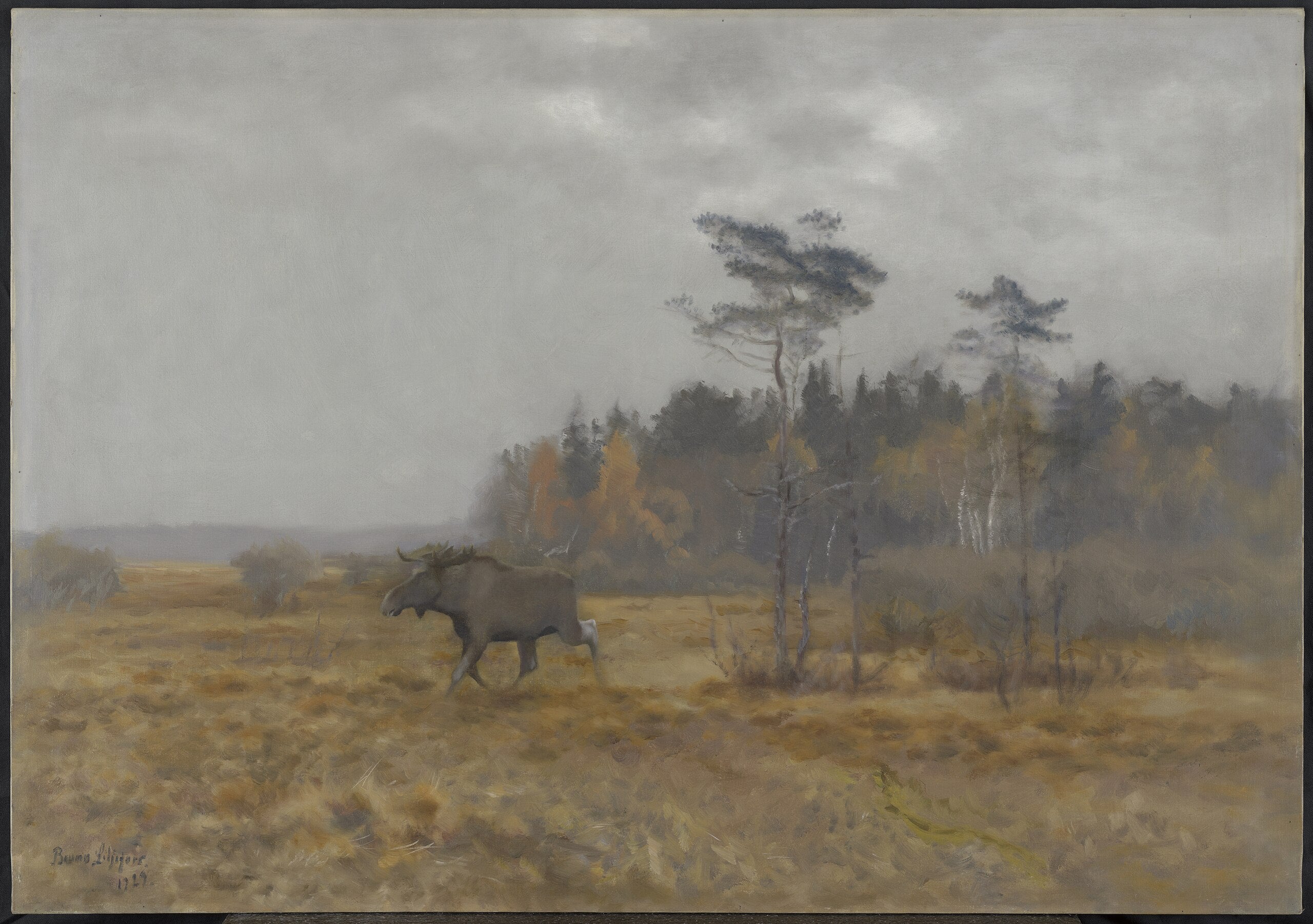 Ein Elch durchquert einen Sumpf in Schweden – Bruno Liljefors