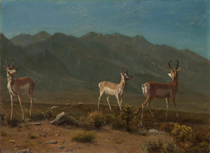 Antilope (Antilope aus Arizona) - Albert Bierstadt