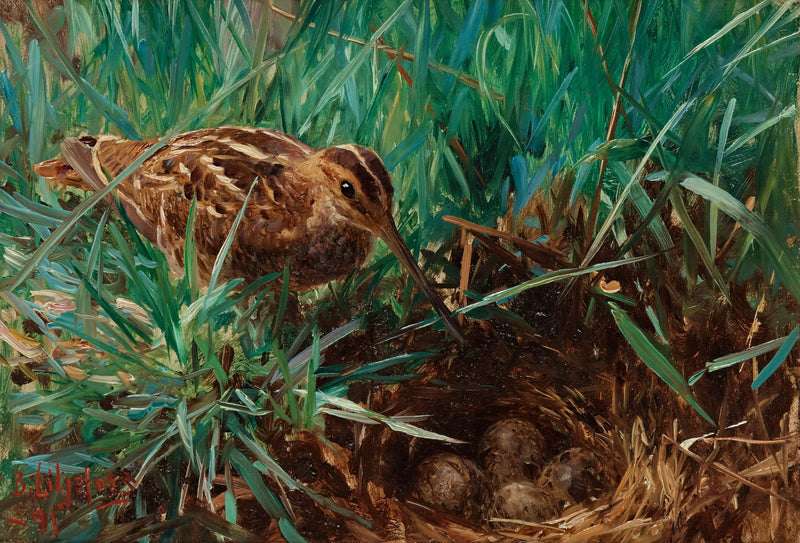 Sumpfschnepfe an ihrem Nest - Bruno Liljefors