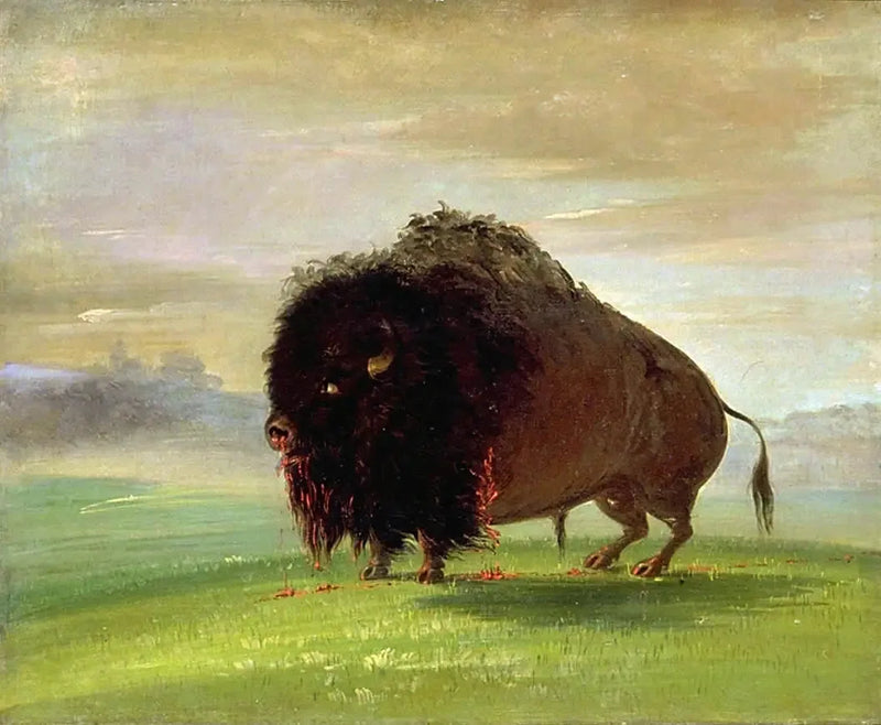 Verletzter Bison, der sein Blut auf den Wiesen vergießt - George Catlin