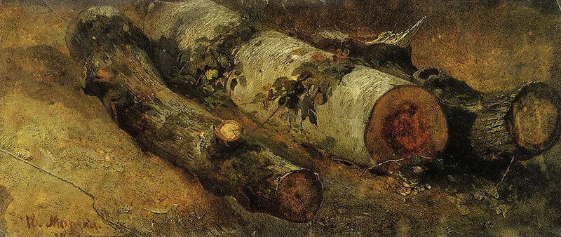 Abgeholzte Birken - Ivan Chichkine