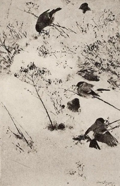 Gimpel im Schnee - Bruno Liljefors