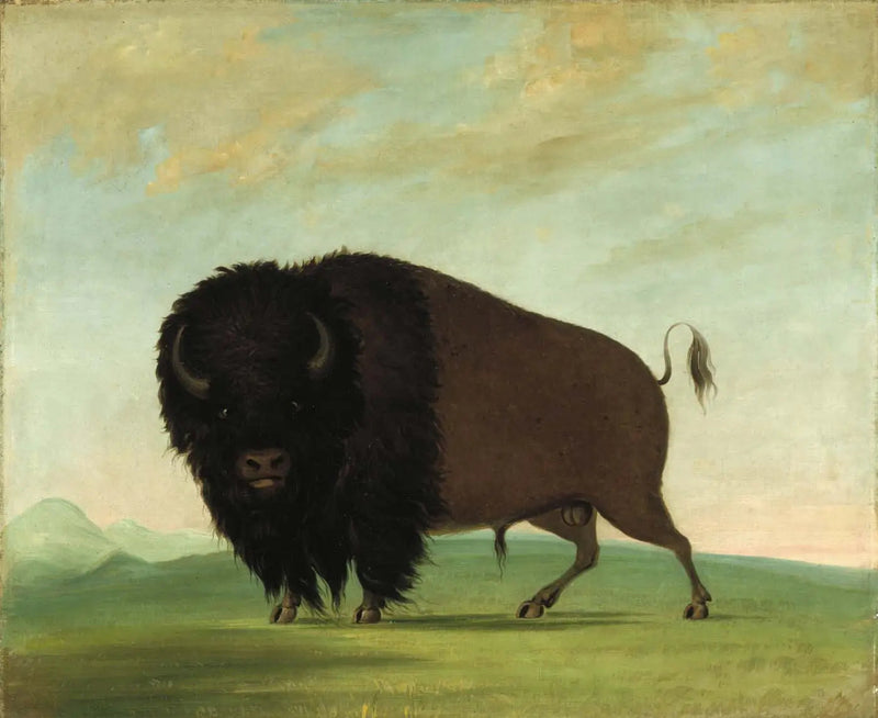 Männlicher Büffel beim Grasen auf der Wiese - George Catlin