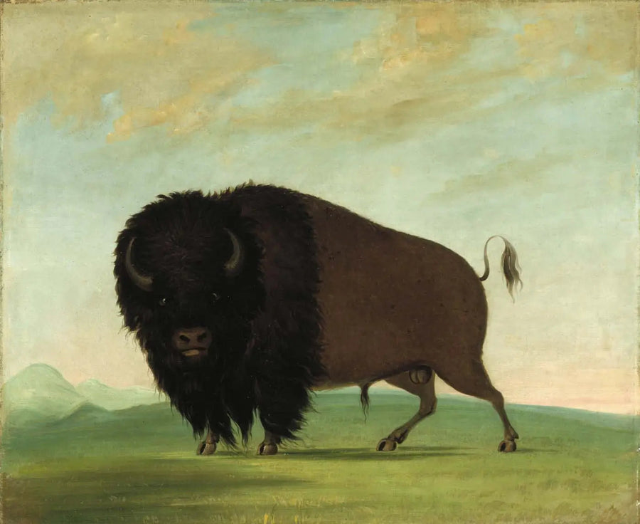 Männlicher Büffel beim Grasen auf der Wiese - George Catlin