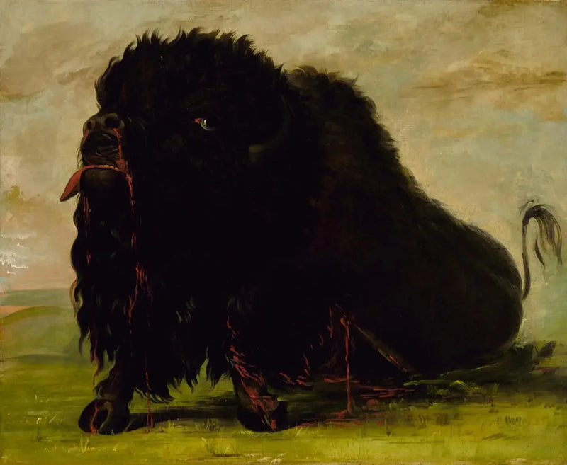 Sterbender Büffel, von einem Pfeil getroffen - George Catlin
