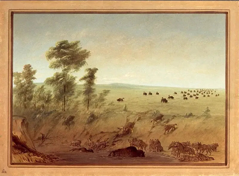 Büffel und Wölfe eingebuddelt - George Catlin