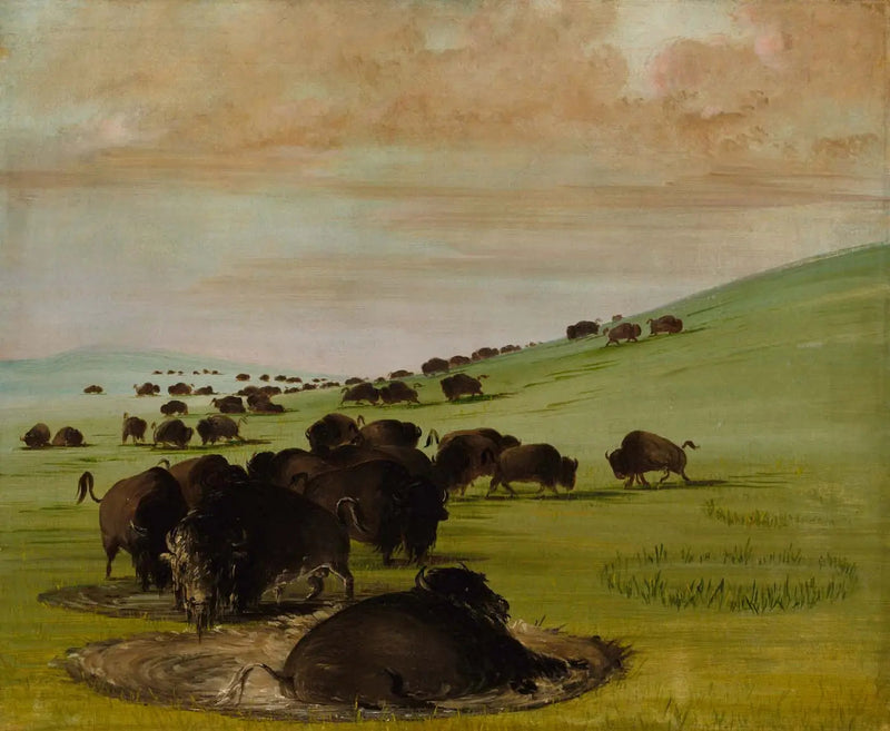 Männliche Büffel in einem Morast - George Catlin