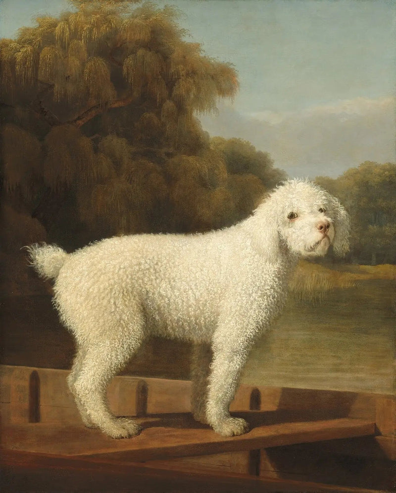 Weißer Pudel in einem Punt - George Stubbs