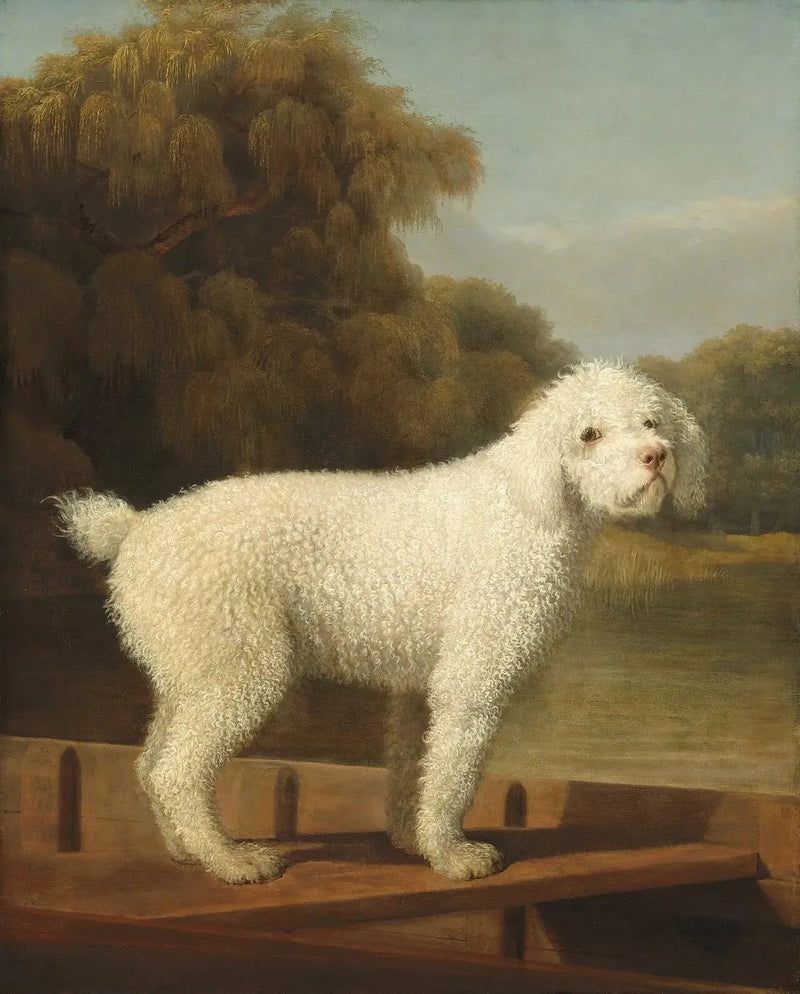 Weißer Pudel in einem Punt - George Stubbs