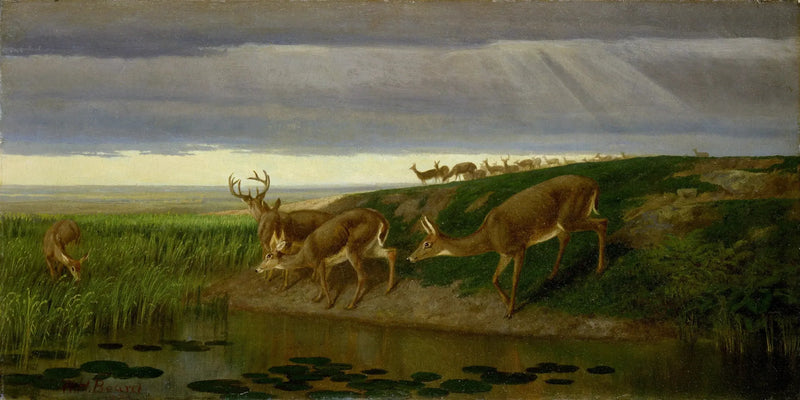 Hirsch im Feld - William Holbrook