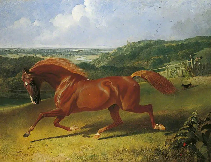 Pferd im Galopp in einem Feld - John Frederick Herring, Sr.