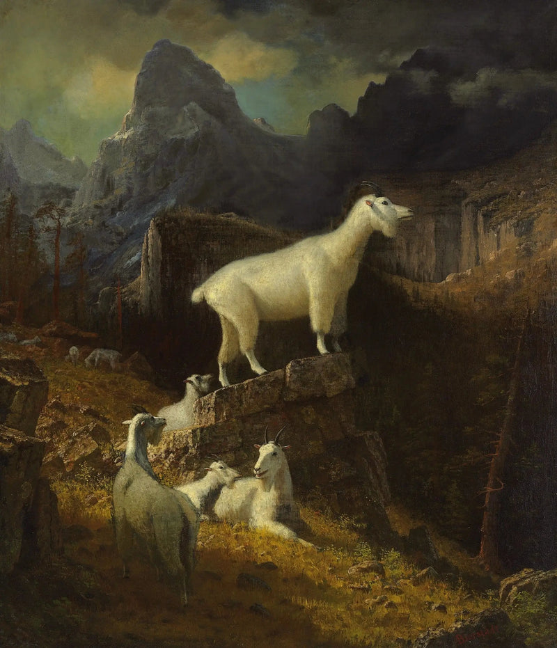 Ziegen der Rocky Mountains - Albert Bierstadt