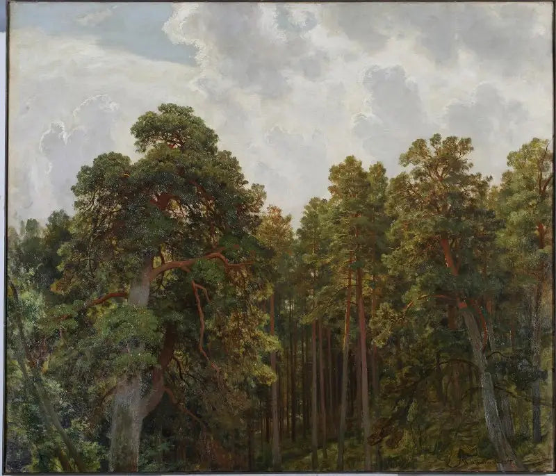 Gipfel von Kiefern - Ivan Chichkine