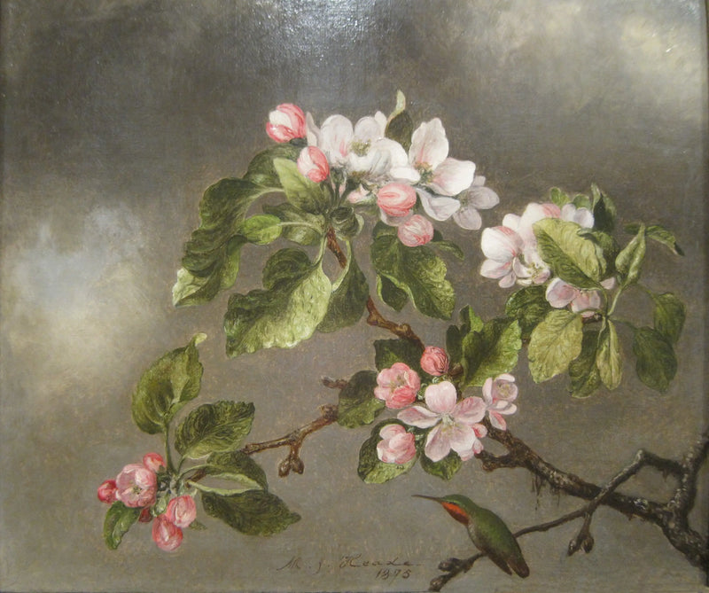 Kolibri und Apfelblumen - Martin Johnson Heade