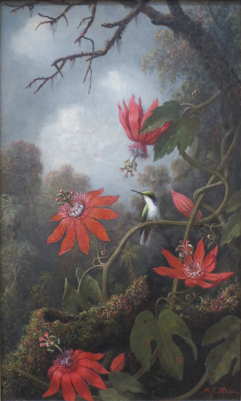 Kolibri und Passiflora - Martin Johnson Heade