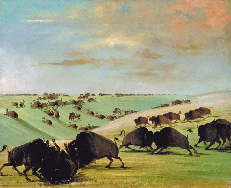 Kämpfe von Büffelstieren während der Rennsaison, Haut-Missouri - George Catlin