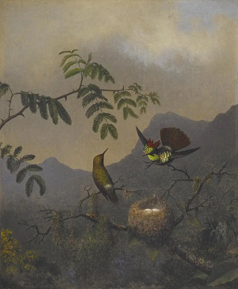 Coquette mit Rüschen - Martin Johnson Heade