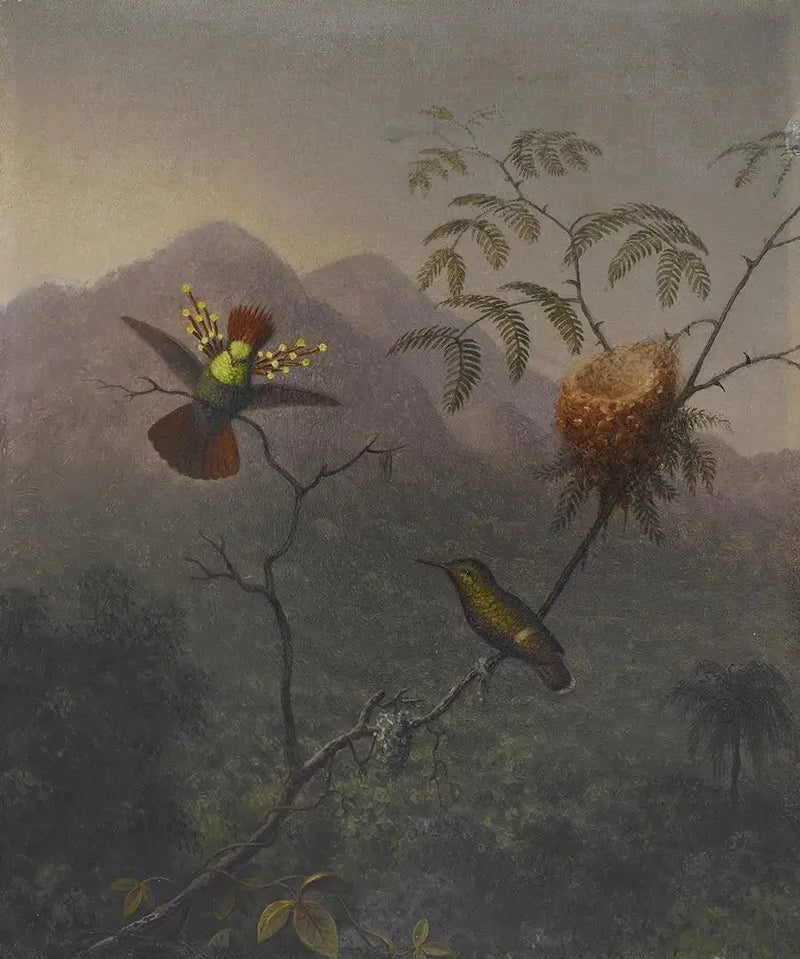 Flammende Rose - Martin Johnson Heade