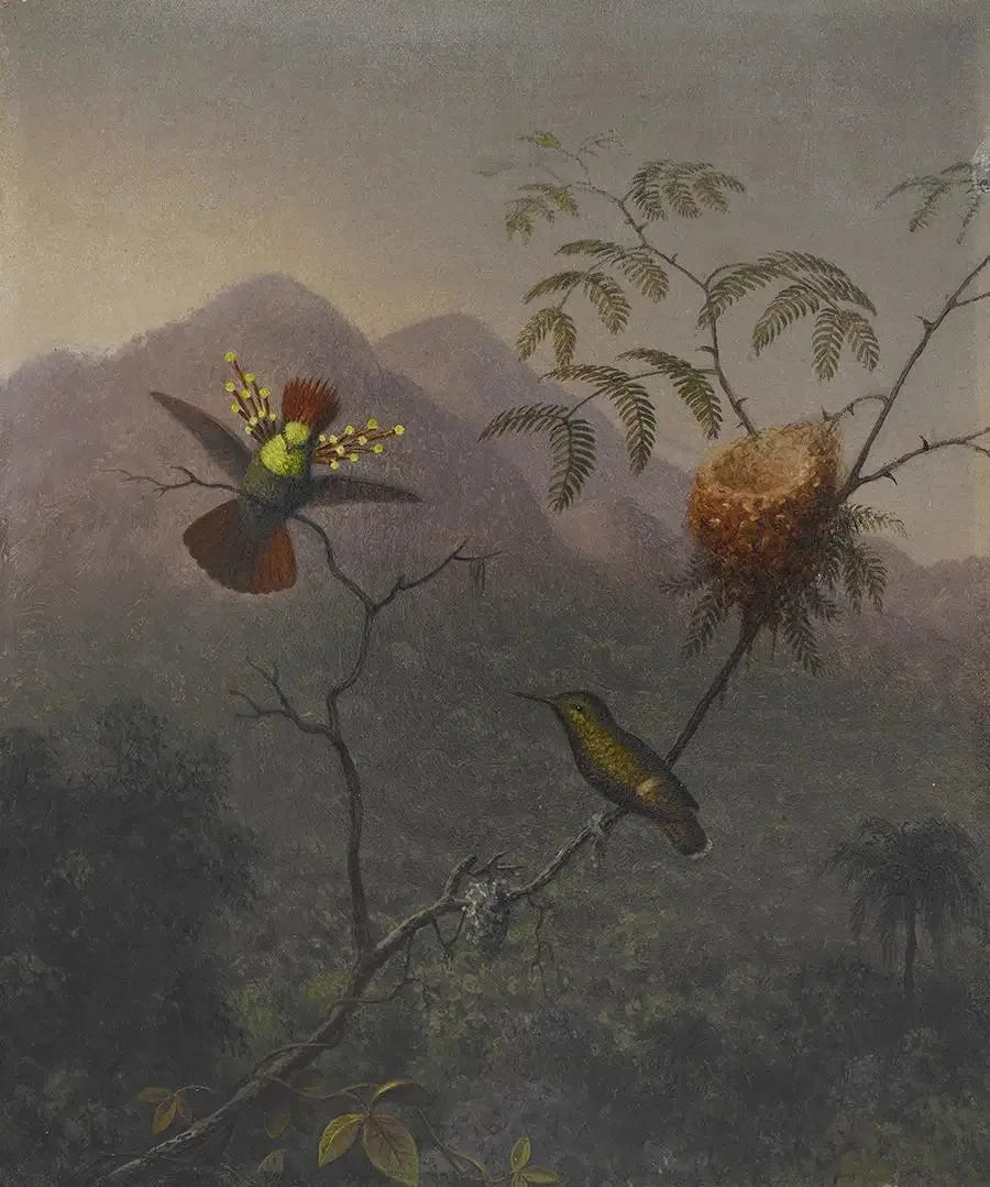 Flammende Rose - Martin Johnson Heade