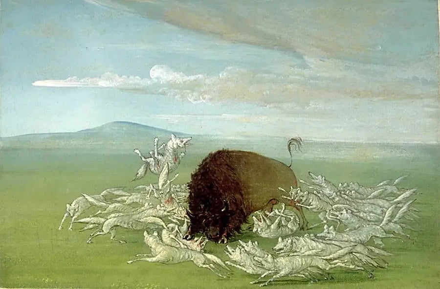 Weiße Wölfe greifen einen männlichen Bison an - George Catlin
