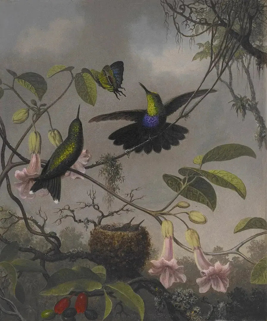 Dryade mit gespaltenem Schwanz - Martin Johnson Heade