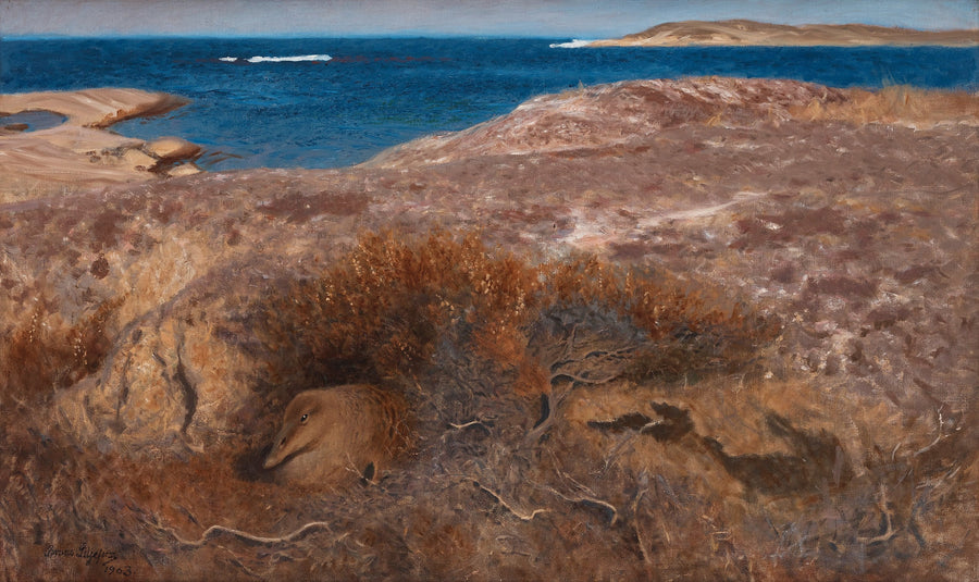 Brütende Eiderente – Bruno Liljefors