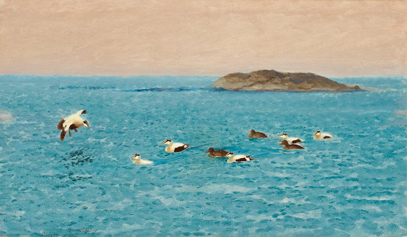 Eiderenten im äußeren Schärenmeer - Bruno Liljefors