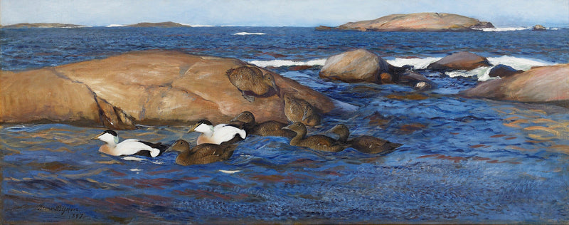Eiderenten auf felsigen Inseln – Bruno Liljefors