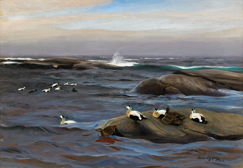 Eiderenten auf einer felsigen Insel – Bruno Liljefors