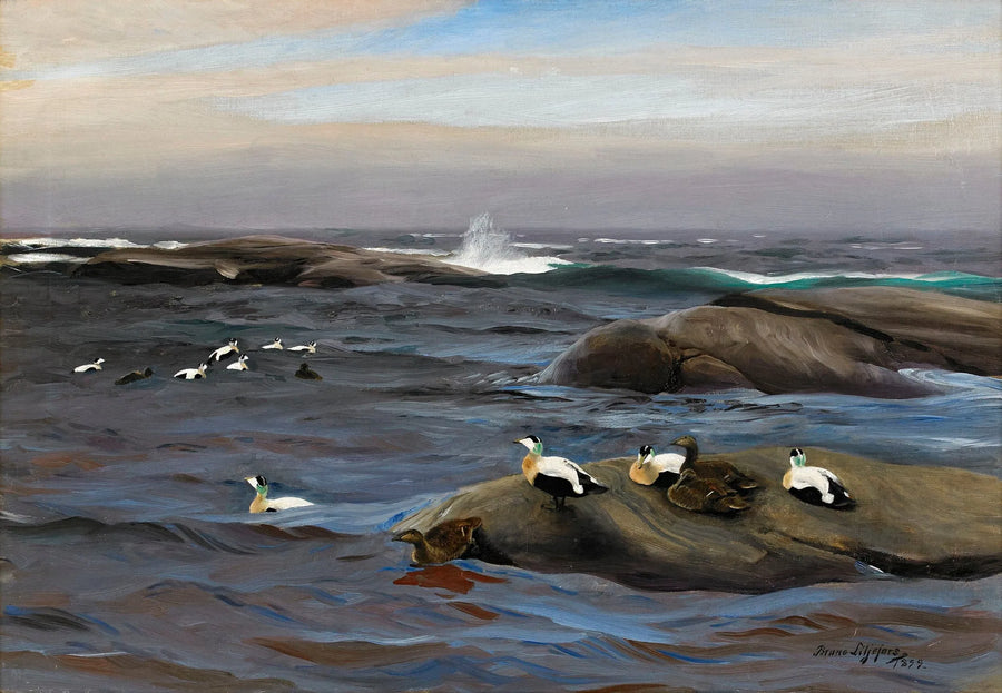 Eiderenten auf einer felsigen Insel – Bruno Liljefors