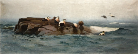 Eiderenten auf der Insel – Bruno Liljefors