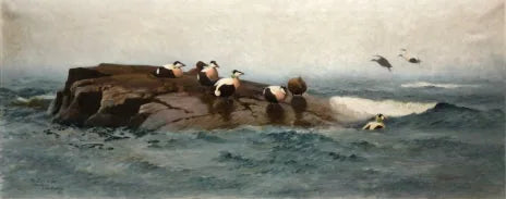Eiderenten auf der Insel – Bruno Liljefors