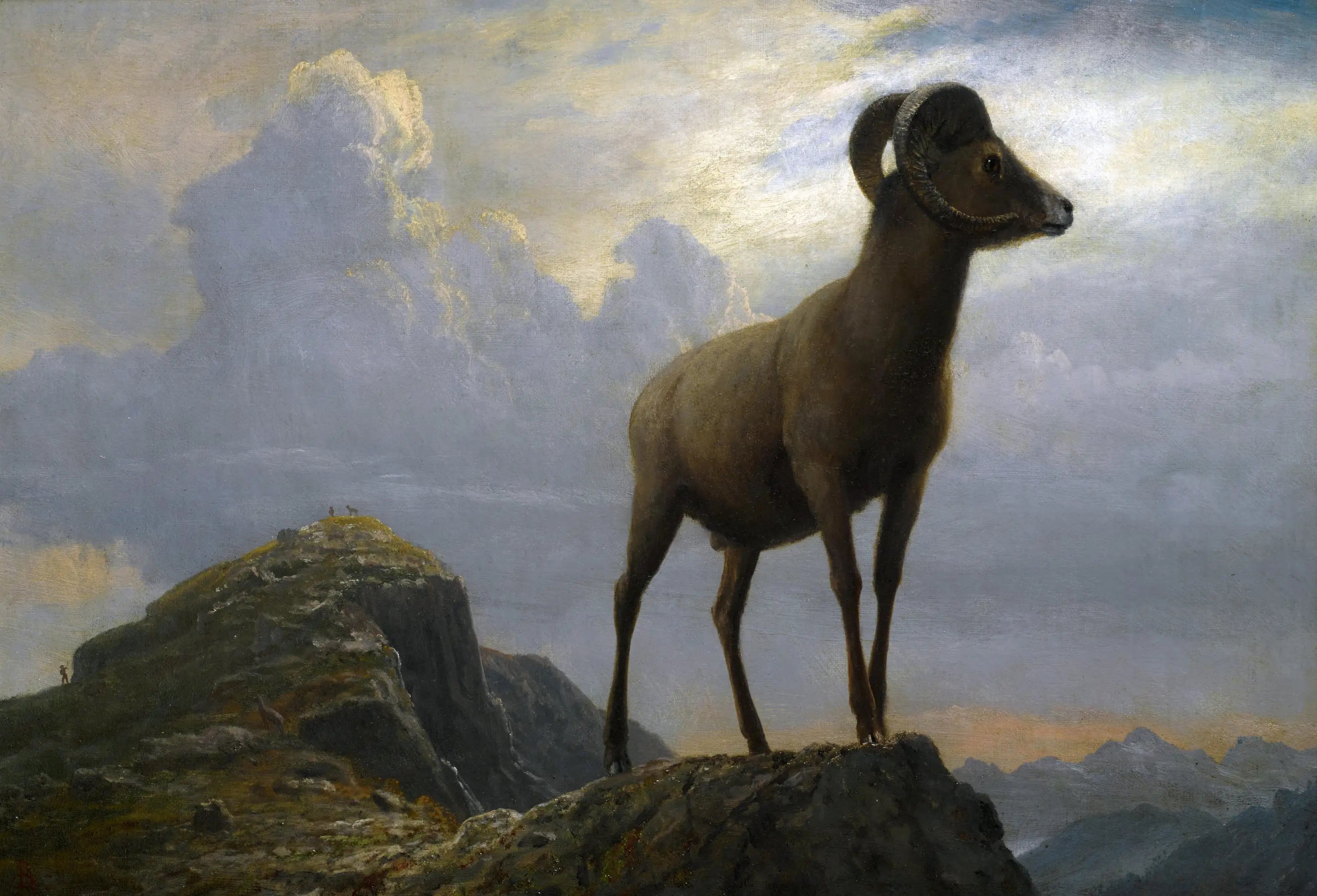 Étude d’un bélier d’Amérique - Albert Bierstadt - Alpha Reproduction