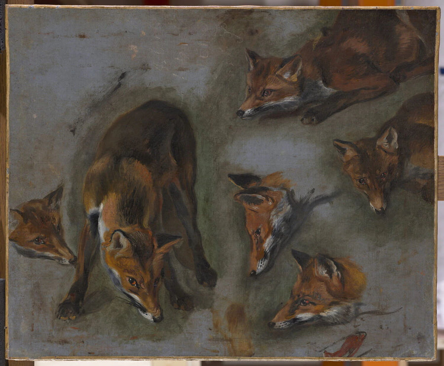 Étude d'un renard - Pieter Boel