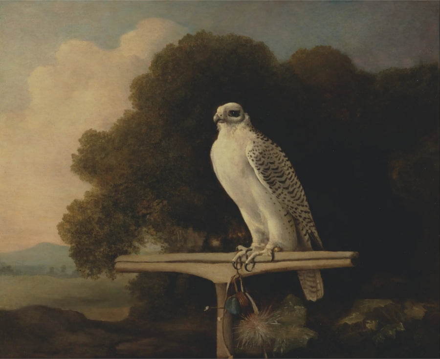 Falke des Grönlands - George Stubbs