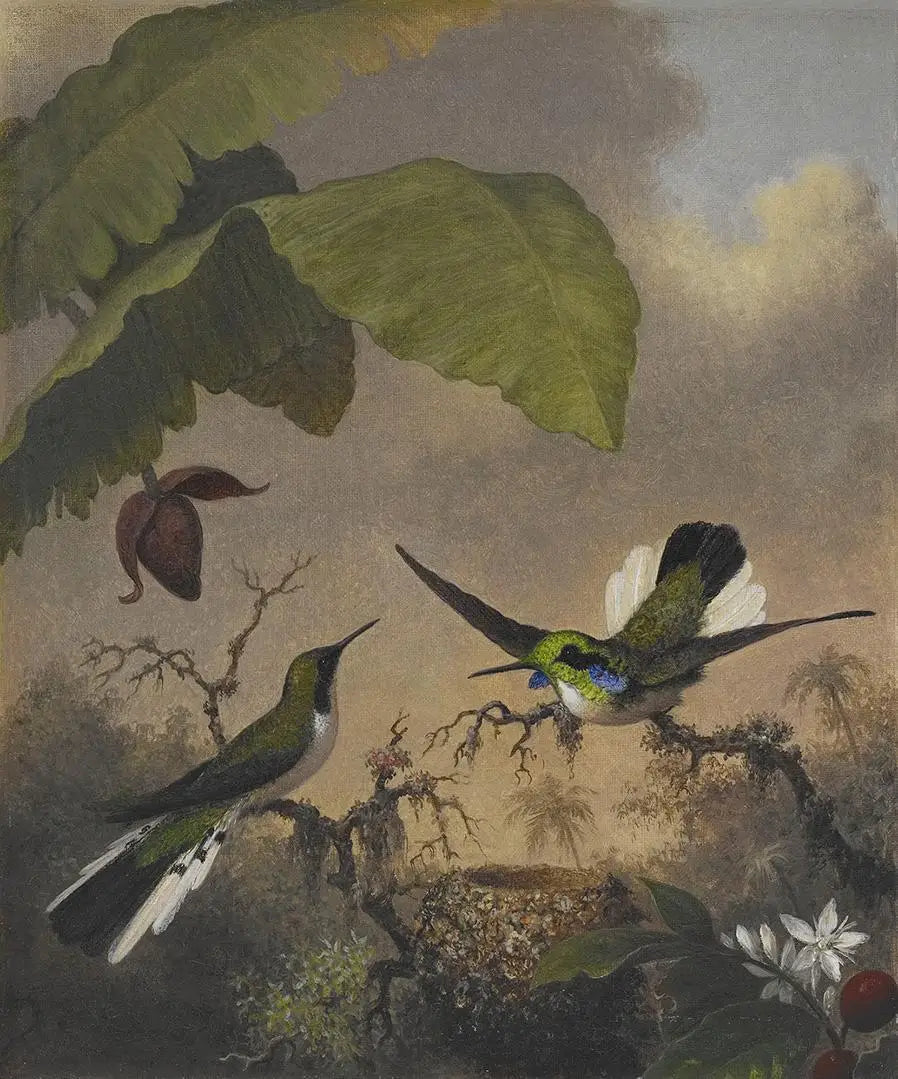 Fée aux oreilles noires - Martin Johnson Heade image 1 reproduction artisanale de tableau