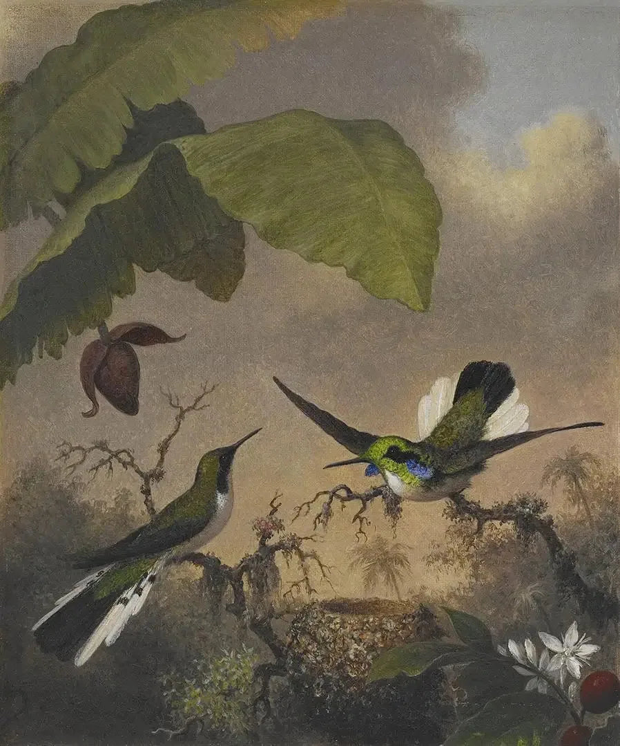 Fée aux oreilles noires - Martin Johnson Heade image 1 reproduction artisanale de tableau