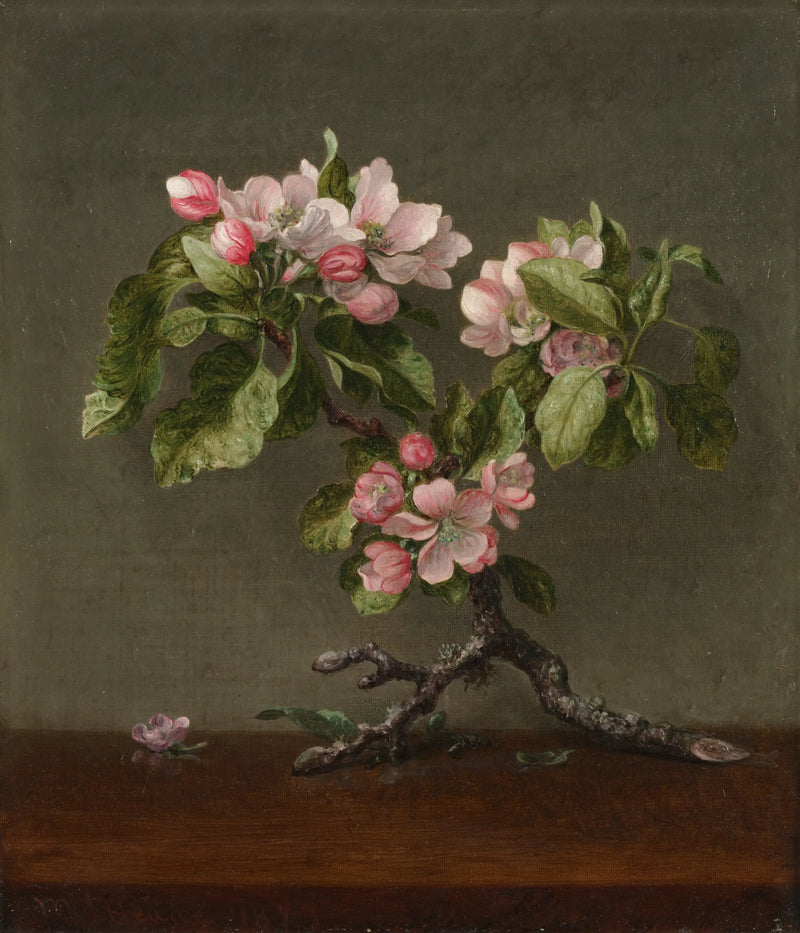 Apfelblumen - Martin Johnson Heade
