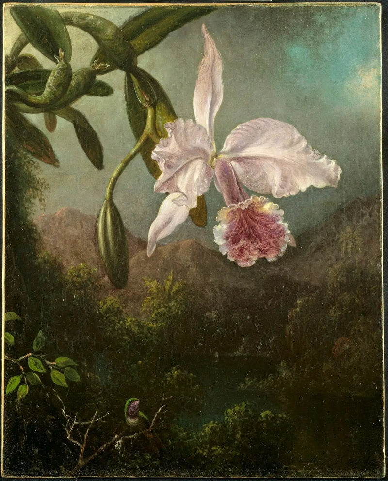 Orchideenzweige - Martin Johnson Heade