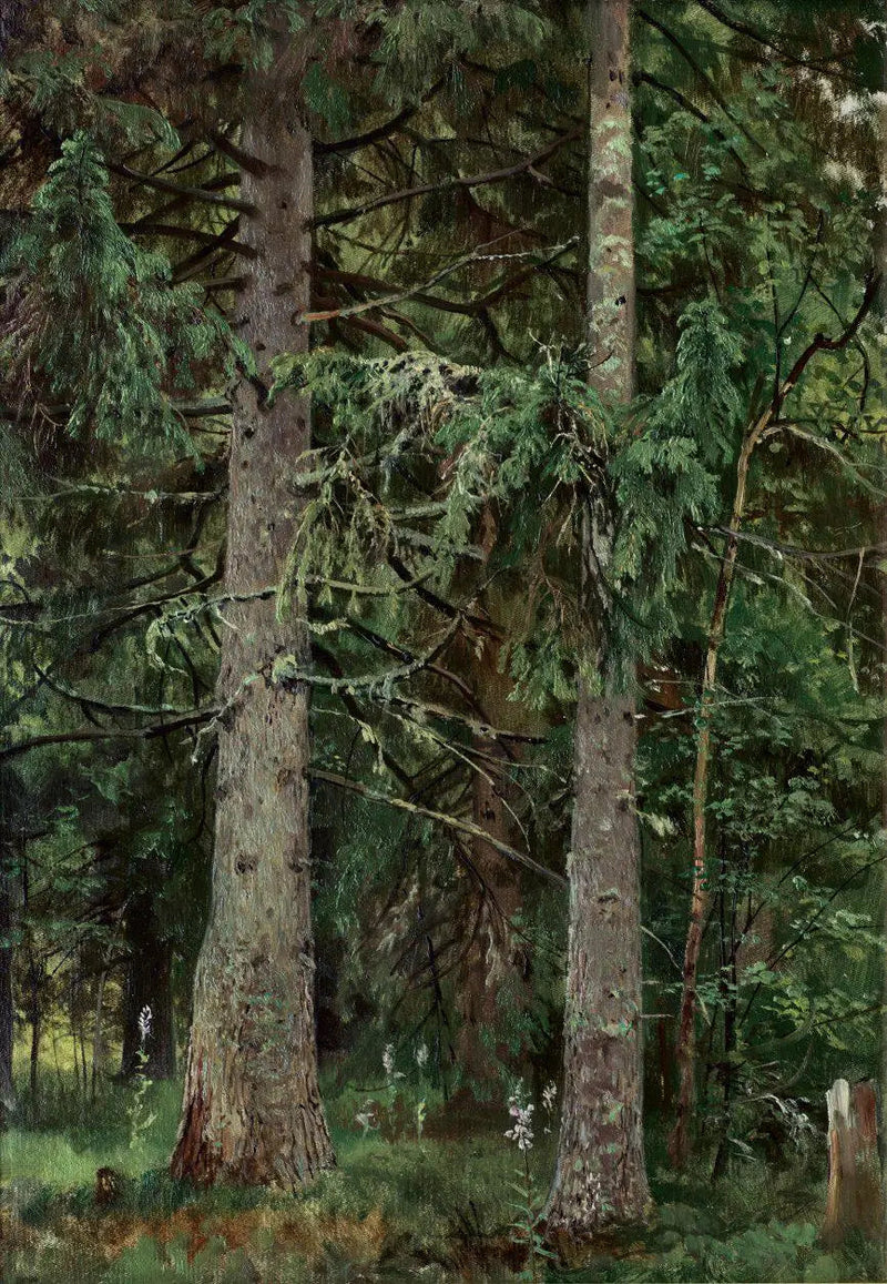 Forêt d'épicéas - Ivan Chichkine