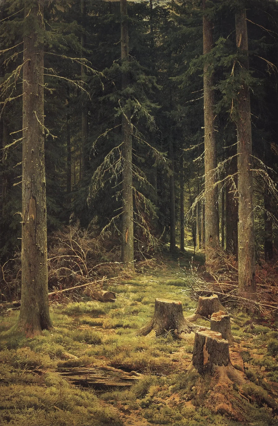 Nadelwald - Ivan Chichkine
