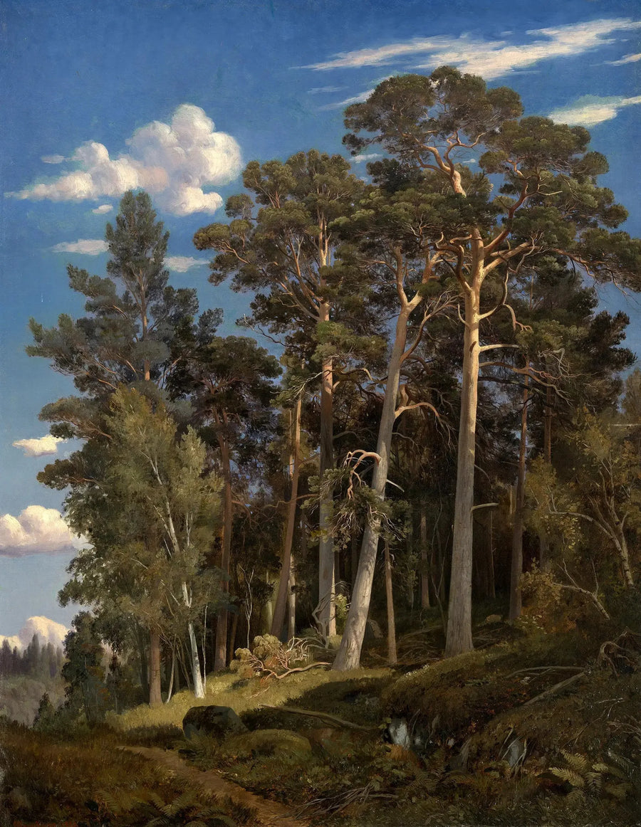 Kiefernwald - Ivan Chichkine
