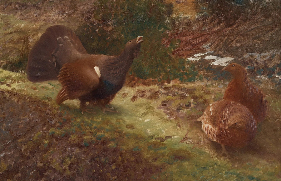 Auerhuhn in Lekking - Bruno Liljefors